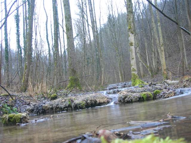 I Lignicoli delle zone igrofile